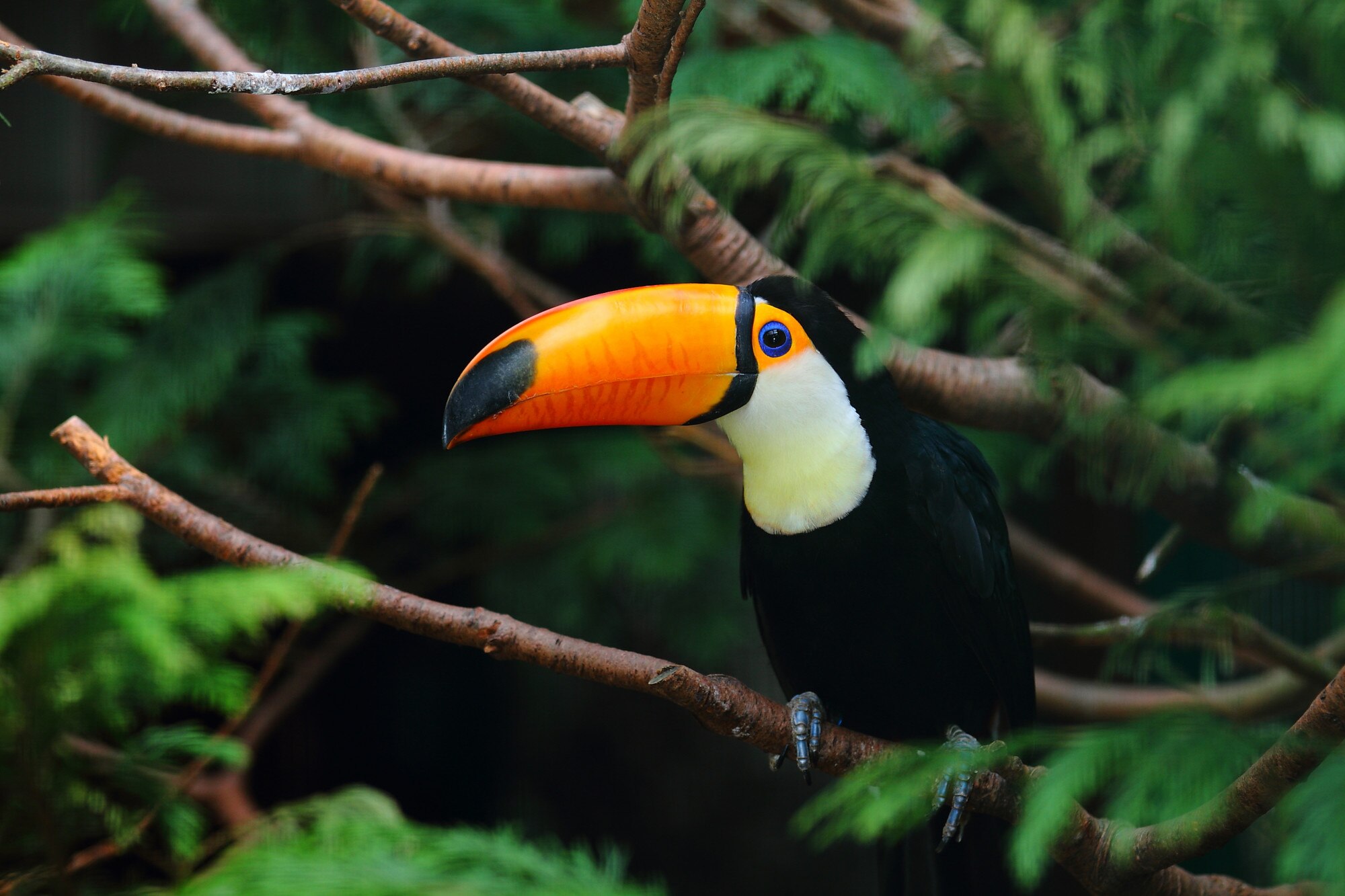 Naturaleza Colombiana